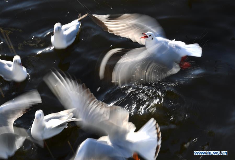 CHINA-YUNNAN-BLACK-HEADED GULLS (CN)