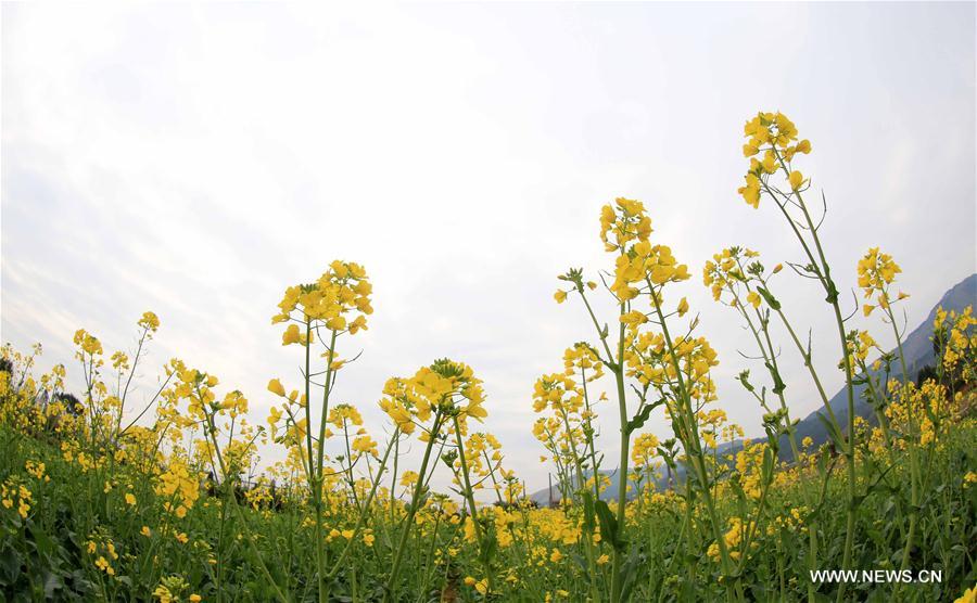 #CHINA-BEGINNING OF SPRING-FLOWER(CN) 