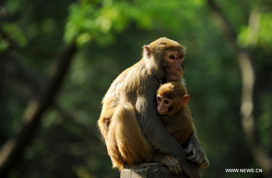 CHINA-GUIZHOU-MACAQUE (CN)