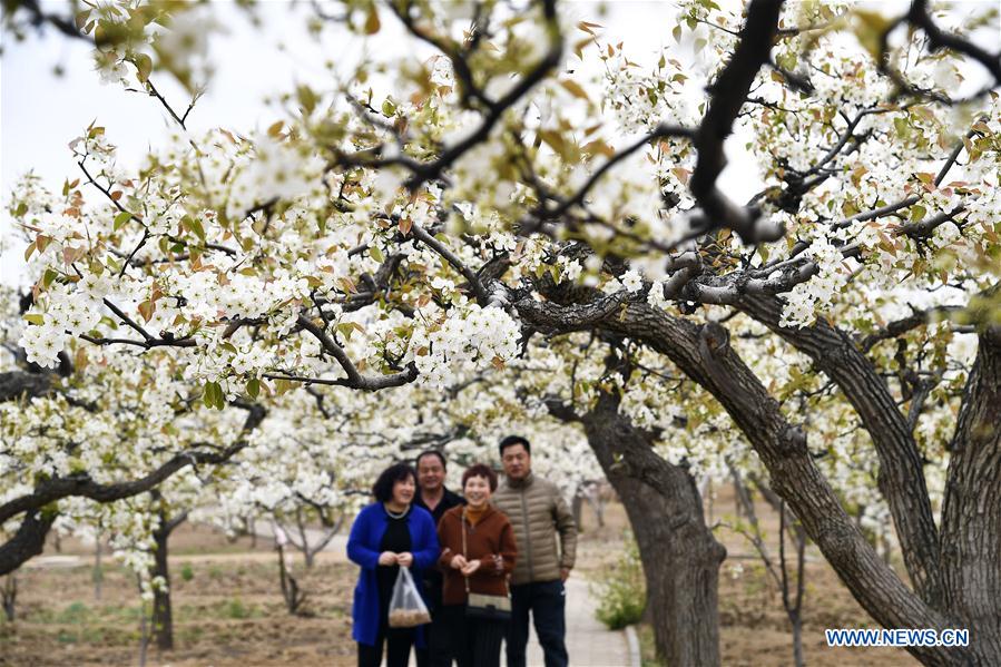 CHINA-SHANDONG-PEAR BLOSSOM (CN)