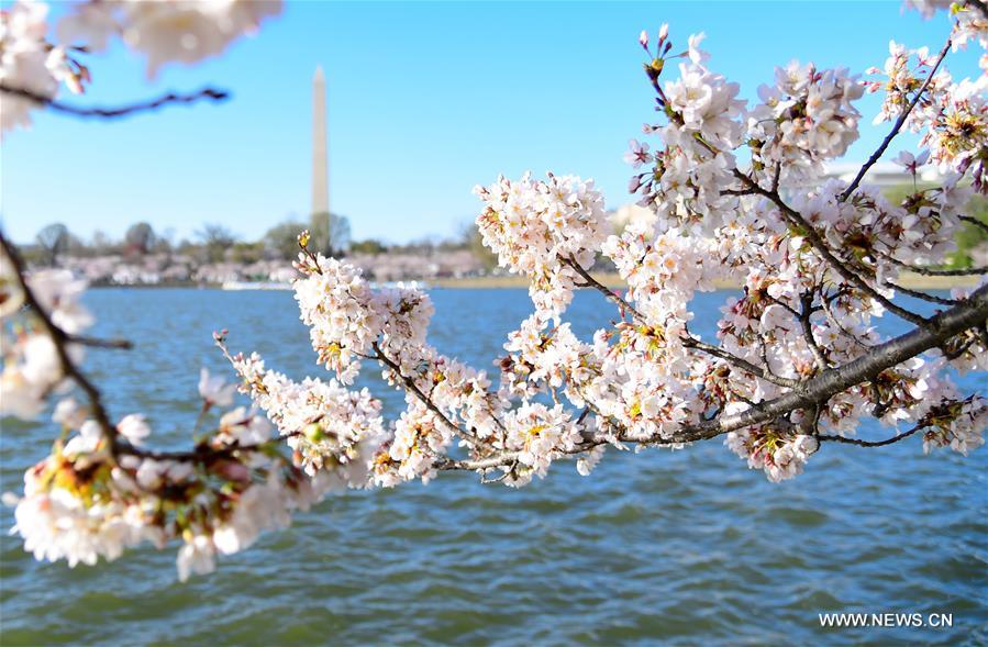 U.S.-WASHINGTON D.C.-CHERRY BLOSSOMS