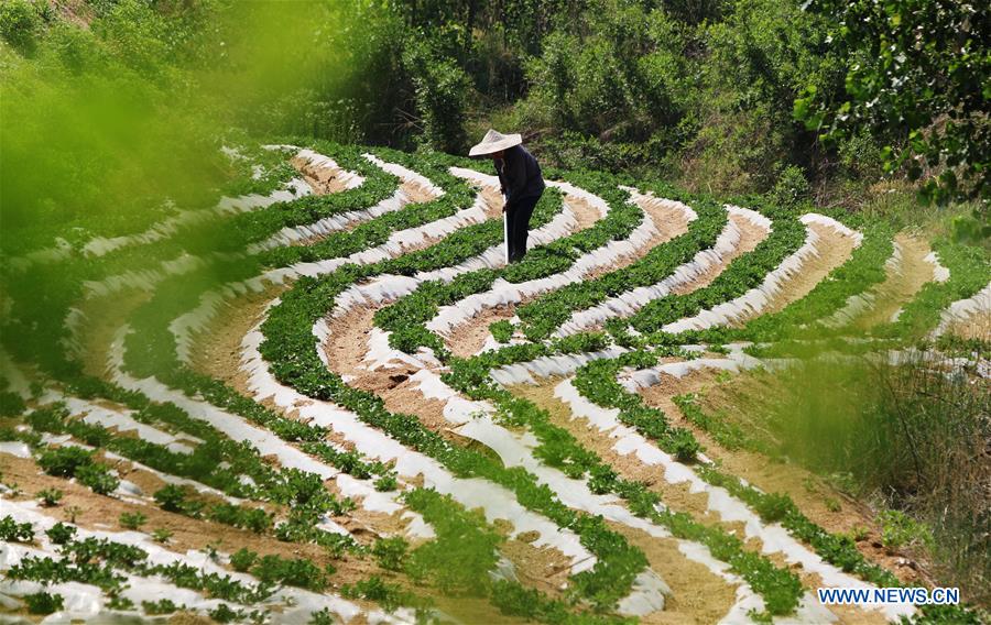 #CHINA-AGRICULTURE-FARMER-WORK (CN)