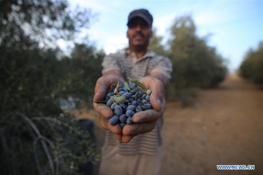 MIDEAST-GAZA-OLIVE-HARVEST