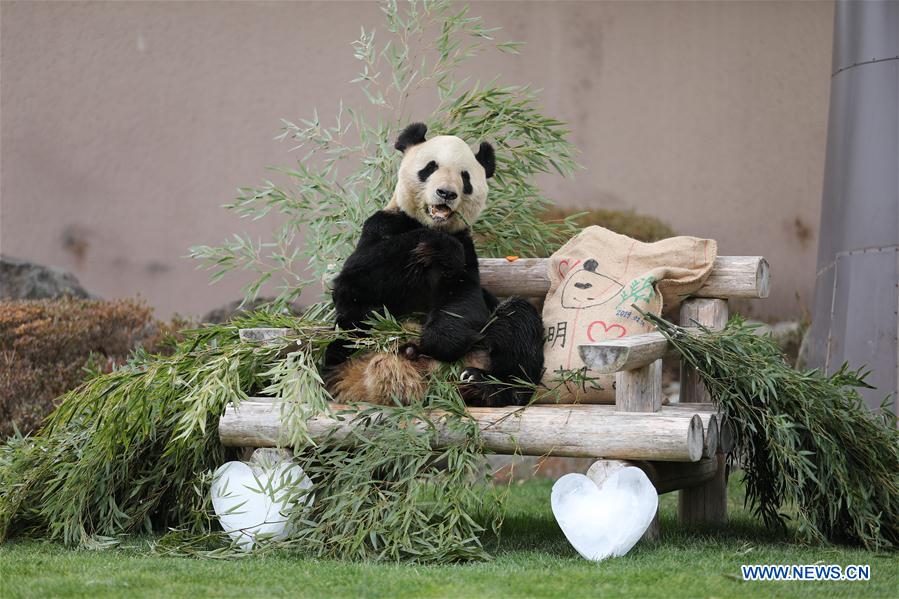 JAPAN-WAKAYAMA-PANDA-VALENTINE'S DAY