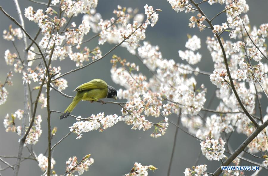 #CHINA-SPRING-BIRD (CN)