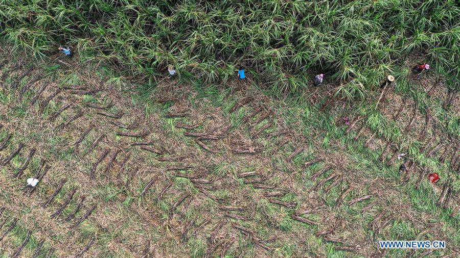 CHINA-GUANGXI-QINZHOU-SUGAR CANE-HARVEST (CN)