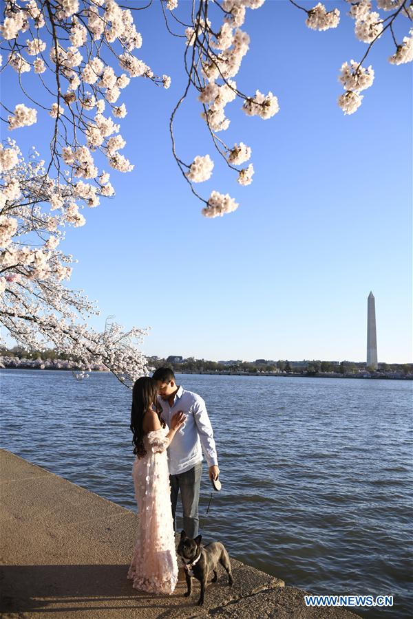 U.S.-WASHINGTON D.C.-CHERRY BLOSSOM