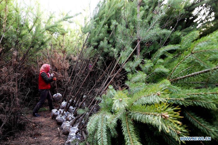 CHINA-SHAANXI-YULIN-AFFORESTATION (CN)