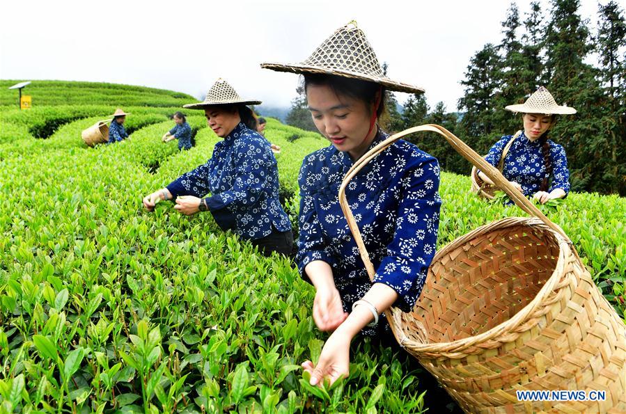 CHINA-FUJIAN-WUYISHAN-TEA GARDEN (CN)