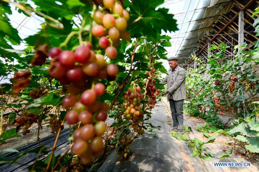 CHINA-XINJIANG-TURPAN-FRUIT-HARVEST (CN)