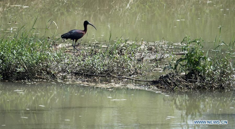 CHINA-SHAANXI-HANZHONG-GLOSSY IBIS (CN)