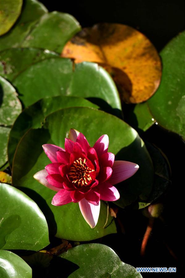 #CHINA-WATER LILY-BLOSSOM (CN)