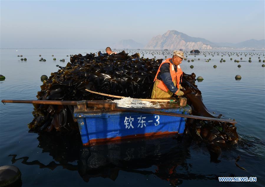 CHINA-SHANDONG-YANTAI-ECONOMY-AQUACULTURE (CN)