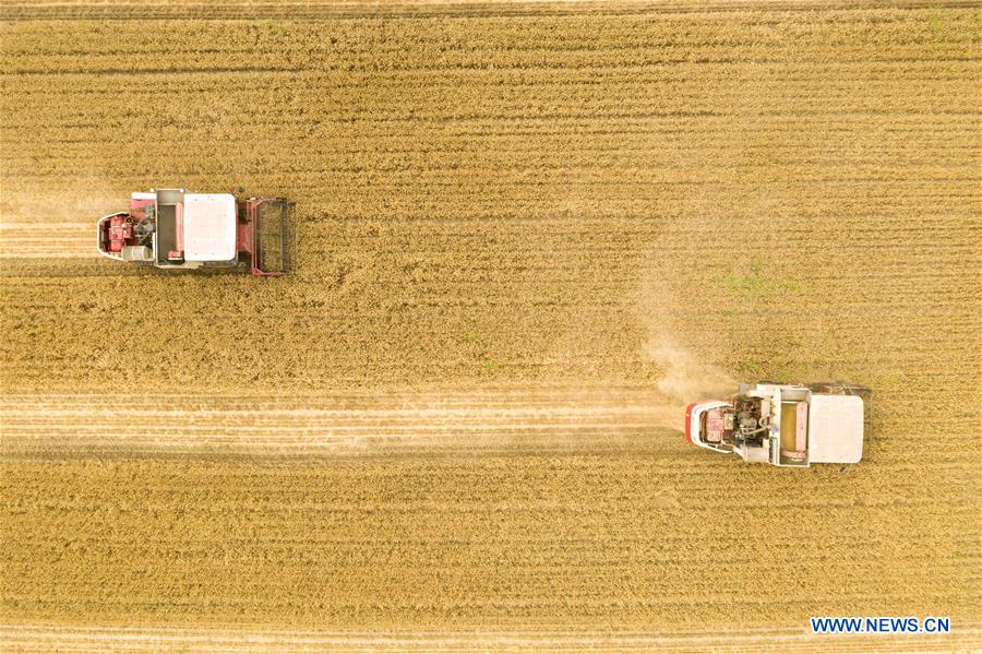 CHINA-HEBEI-WHEAT-HARVEST (CN)