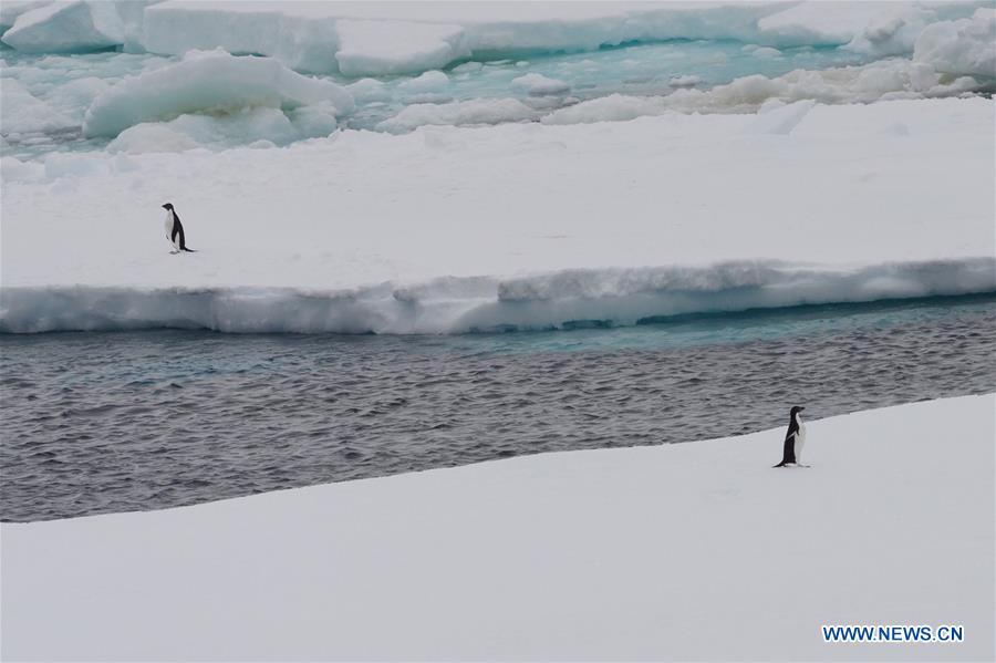 (EyesonSci)CHINA-XUELONG 2-ANTARCTIC EXPEDITION-SOUTHERN OCEAN-ANIMALS