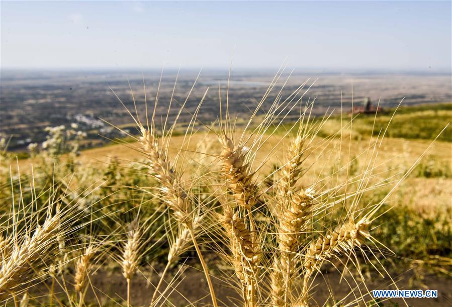 CHINA-XINJIANG-MORI-WHEAT (CN)