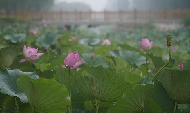 In pics: lotus flower in Xiongan New Area, China's Hebei