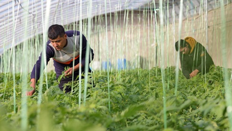 Agricultural industrial park helps villagers increase incomes in Xinjiang