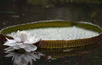 Take a look at Brazil's Rio de Janeiro Botanical Garden